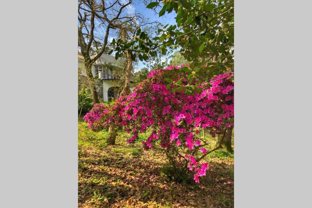 Quinta Biologica, Com Vista, Na Serra De Sintra Kültér fotó