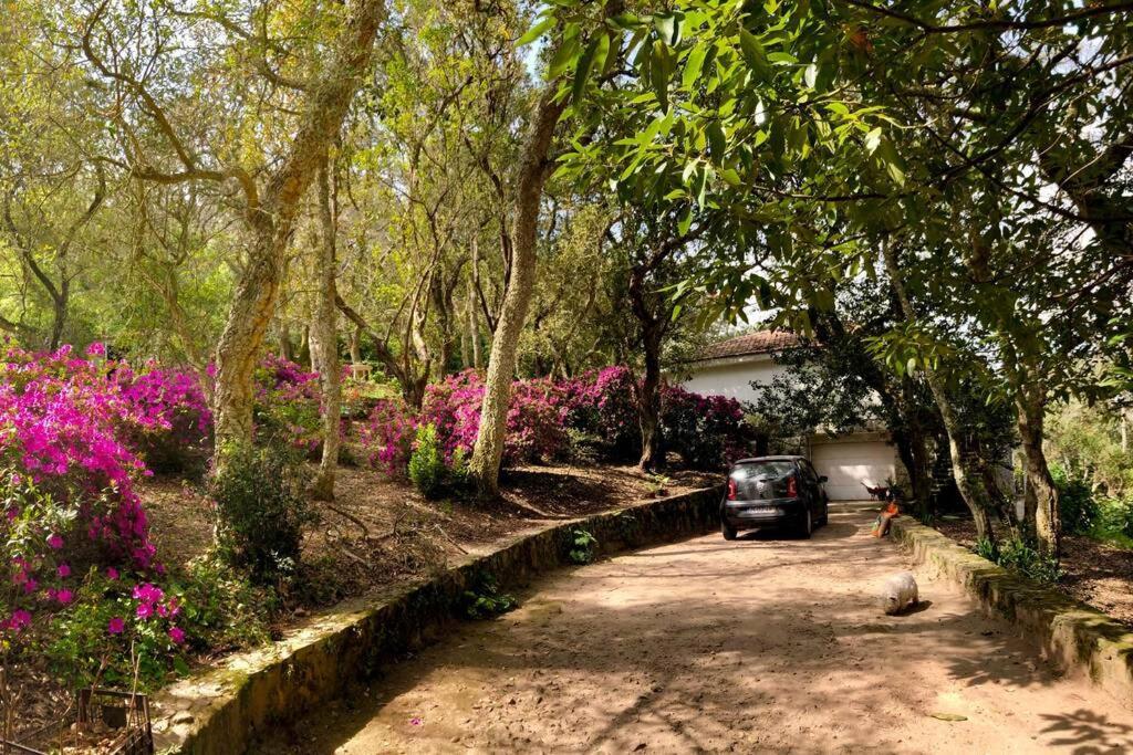 Quinta Biologica, Com Vista, Na Serra De Sintra Kültér fotó