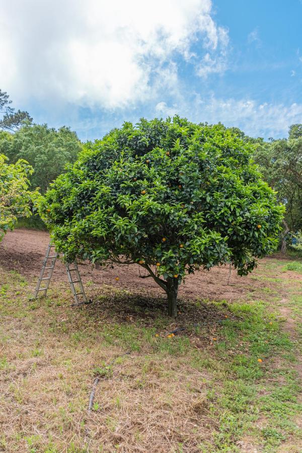 Quinta Biologica, Com Vista, Na Serra De Sintra Kültér fotó