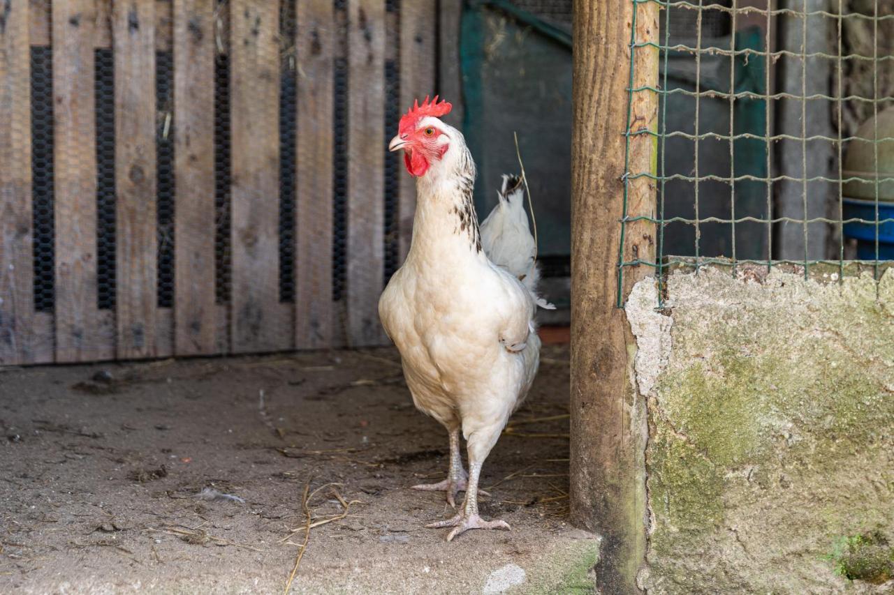 Quinta Biologica, Com Vista, Na Serra De Sintra Kültér fotó